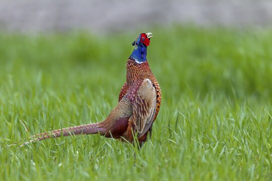 In April, the mating season of pheasants (Phasianus colchicus) is at its peak and in areas with a high population many mating cocks can be heard, mating season, mating dress, mating season, mating ritual, April, Germany