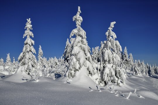 Snowy winter landscape near the Vogelskopf, near Baiersbronn, county Freudenstadt, Black Forest, Baden-W&uuml;rttemberg, Germany