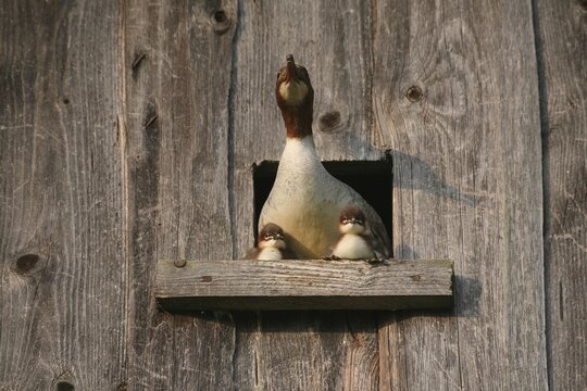 Goosander (Mergus merganser) female with one day old young birds at the breeding den in a field barn, a few seconds in front of jumping into the deep, Allg&auml;u, Bavaria, Germany, Allg&auml;u, Bavaria, Germany