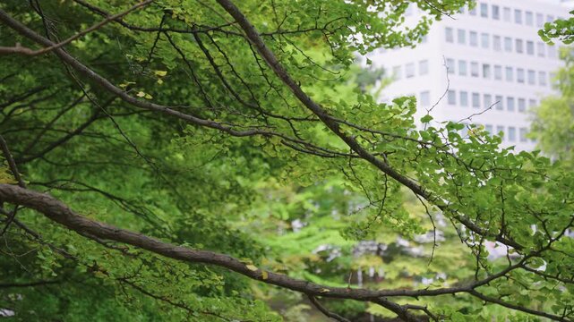 Crows in Japan, Sapporo City in Autumn