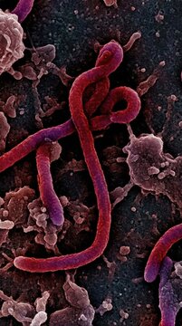 Filamentous disease threat: Ebola virus, viral particle, host cell, disease agent, electron image, infection process, pathogen form, protein coat, cellular interaction, magnified view.