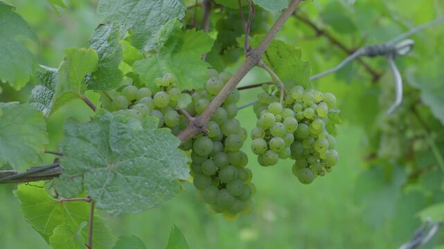 Riesling grape cluster up-close attached to the vine, vineyard Moselle region France