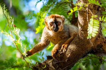 Fototapeta premium Lemur in Melaky, Madagascar