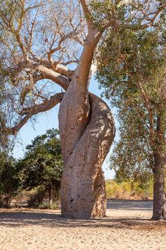 Baobab trees at Bekonzay in Menabe, Madagascar