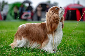 Pies wystawa cavalier king charles spaniel © Grzegorz