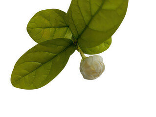 Green mint leaf with small white bud isolated on transparent background © Isratara