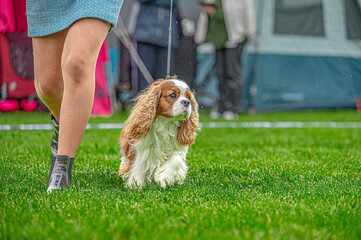 Pies wystawa cavalier king charles spaniel © Grzegorz