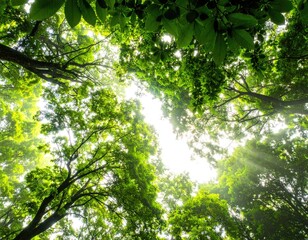Fototapeta premium Looking upwards through vibrant green tree canopy. Sunlight filters through the leaves creating a bright effect