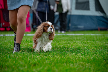 Pies wystawa cavalier king charles spaniel © Grzegorz