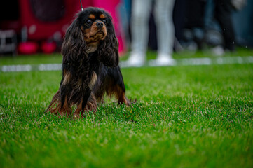 Pies wystawa cavalier king charles spaniel © Grzegorz