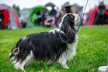 Pies wystawa cavalier king charles spaniel © Grzegorz