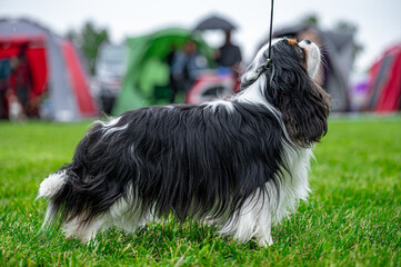 Pies wystawa cavalier king charles spaniel © Grzegorz
