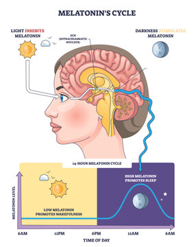 Melatonin cycle outline shows how light and darkness drive sleep hormone via neural pathways, key objects, brain, pineal gland, day-night graph, transparent background