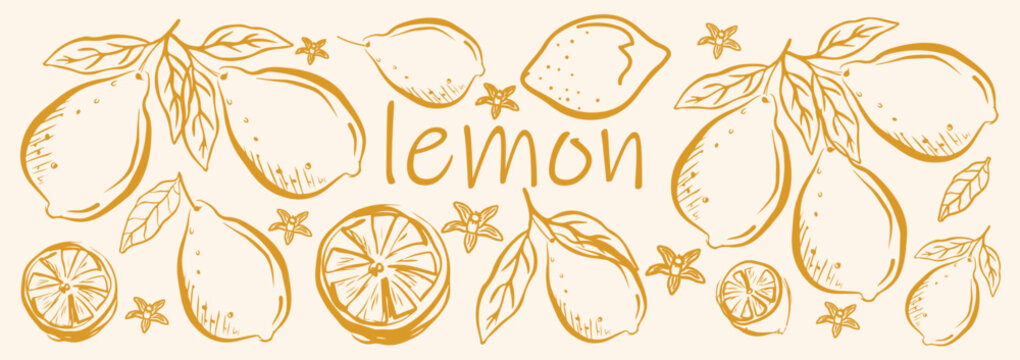 Hand drawn Different lemon Fruits Set . vector sketch lemon Fruits Set . vintage lemon art .vector illustration
