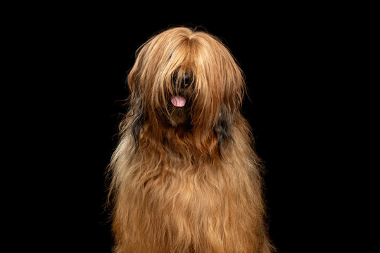 Briard dog sitting in frontal view with long shaggy coat and tongue out on black background, studio portrait