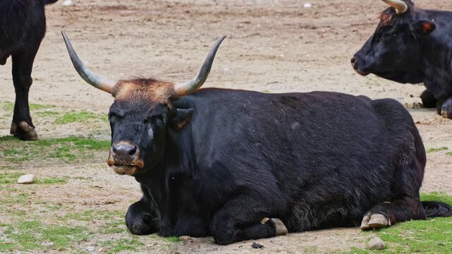 Heck cattle, Bos primigenius taurus, claimed to resemble the extinct aurochs. Domestic highland cattle