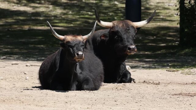 Heck cattle, Bos primigenius taurus, claimed to resemble the extinct aurochs. Domestic highland cattle