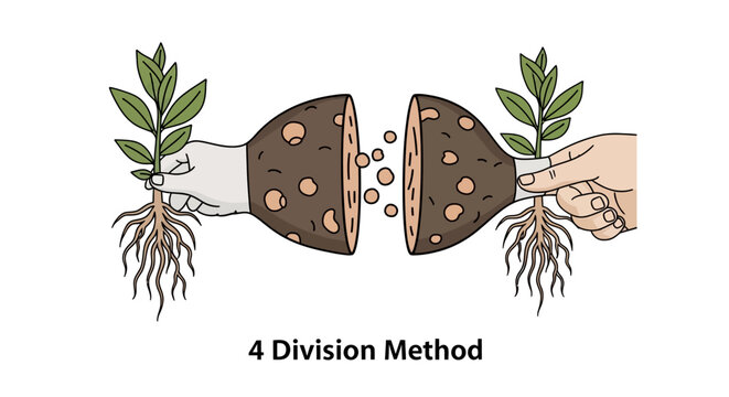Division Method Plant Propagation - Growing New Plants from Roots