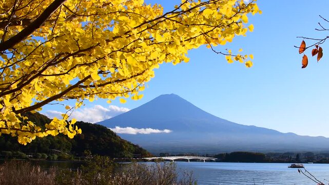 河口湖から見た秋の富士山　
