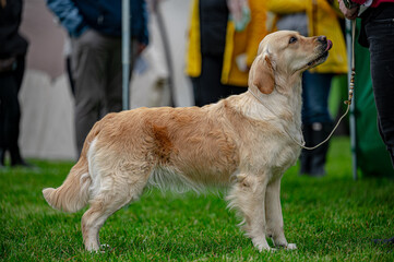 Pies Golden retriever © Grzegorz