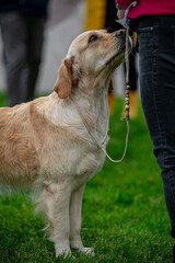 Pies Golden retriever © Grzegorz