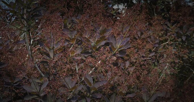 Cotinus coggygria with purple foliage and flowers