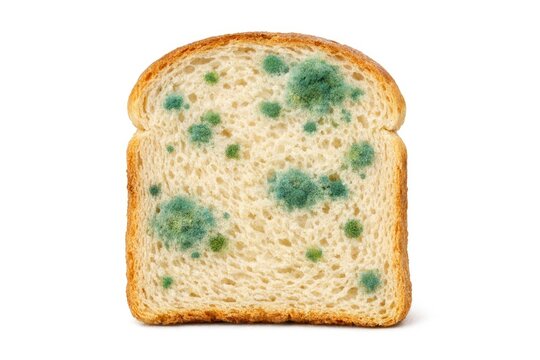 A slice of bread with visible green mold