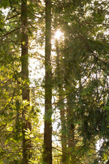 Fototapeta premium Pine trees and sunlight in the forest in summer
