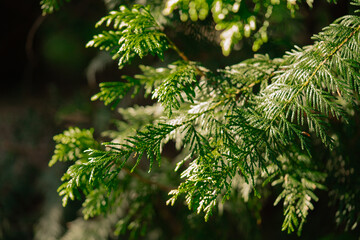Thuja branches in the forest in summer © Violetta Korolkova 