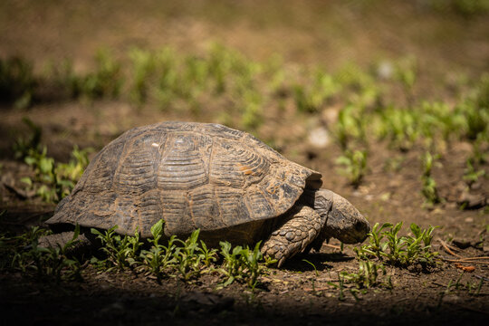 Tortoise resting on forest floor in natural habitat, close up wildlife portrait of land turtle with textured shell and rugged skin in warm sunlight outdoors