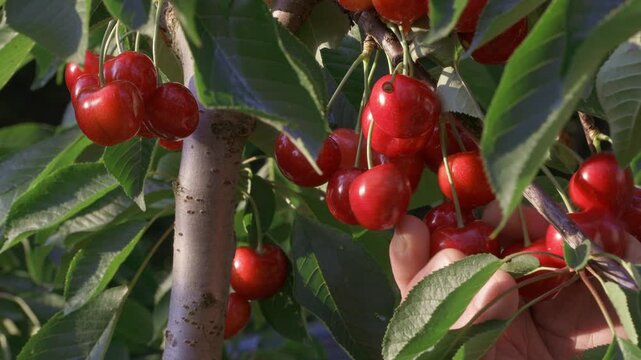 A close up of man's hand picking cherries from a cherry tree. The branch is completely full of ripe red cherries ready to eat.
