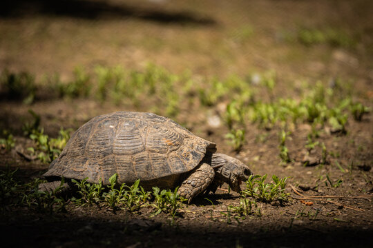 Tortoise resting on forest floor in natural habitat, close up wildlife portrait of land turtle with textured shell and rugged skin in warm sunlight outdoors