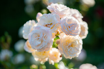 Fototapeta premium Cream roses in the garden in summer