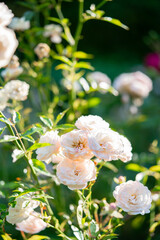 Fototapeta premium Cream roses in the garden in summer