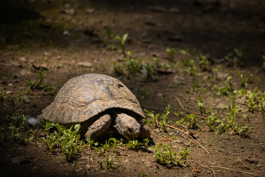 Tortoise resting on forest floor in natural habitat, close up wildlife portrait of land turtle with textured shell and rugged skin in warm sunlight outdoors