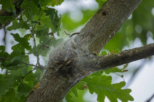 Dangerous oak processionary caterpillars in silk web nest on oak tree