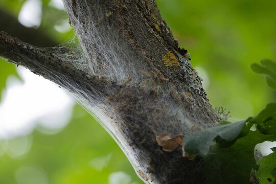 Oak processionary caterpillars in silk web nest on oak tree