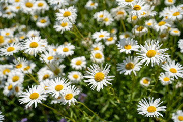 Fototapeta premium Dense patch of white daisies with yellow centers in bloom