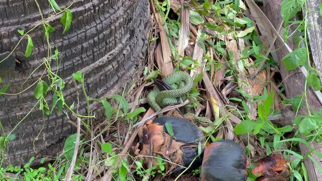 The venom green snake is constricting its prey to eat it.
