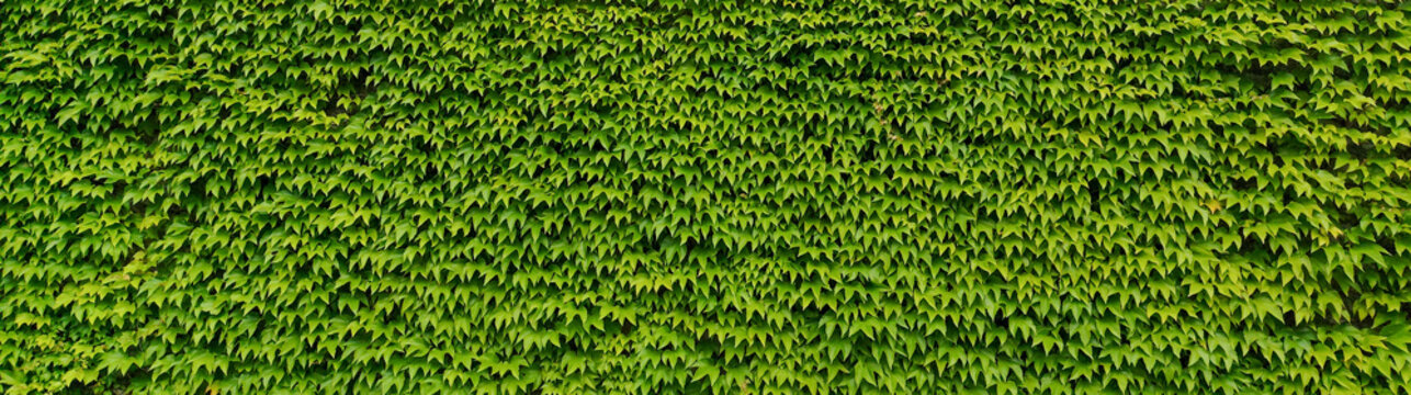 Lush green ivy wall background dense foliage texture vertical garden backdrop