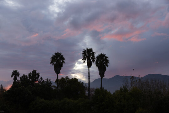 palm trees at sunset