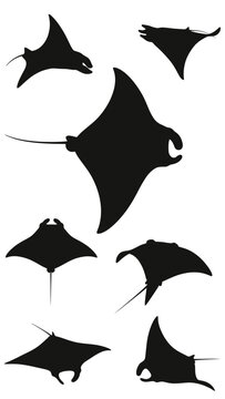 Manta Ray Silhouettes - Collection of Ocean Rays