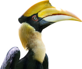 hornbill isolated on tranparent background © Rina
