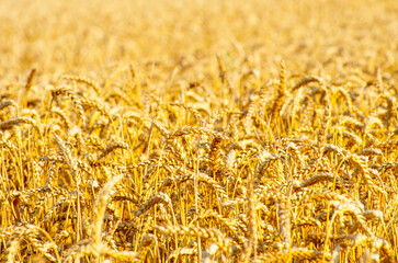 Obraz premium Fields of wheat at the end of summer fully ripe