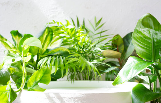Round vintage table podium with tropical plants in dappled sunlight on blurred white concrete wall background