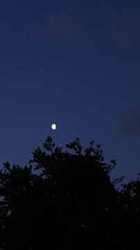 Half Moon third quarter with windy tree silhouettes on a morning blue hour sky.