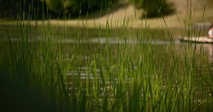 Cinematic close-up of green reeds by lake with blurred kayak in the background. Summer nature, shallow depth of field, ecology, travel, and summer lifestyle content