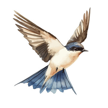 Watercolor painting of Flying Swallow, vector illustration, isolated on white background.