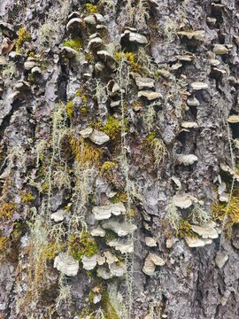 Close-up of turkey tail mushrooms and green usnea lichen growing on tree bark texture.