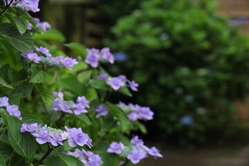 Obraz premium 日本庭園の紫陽花
